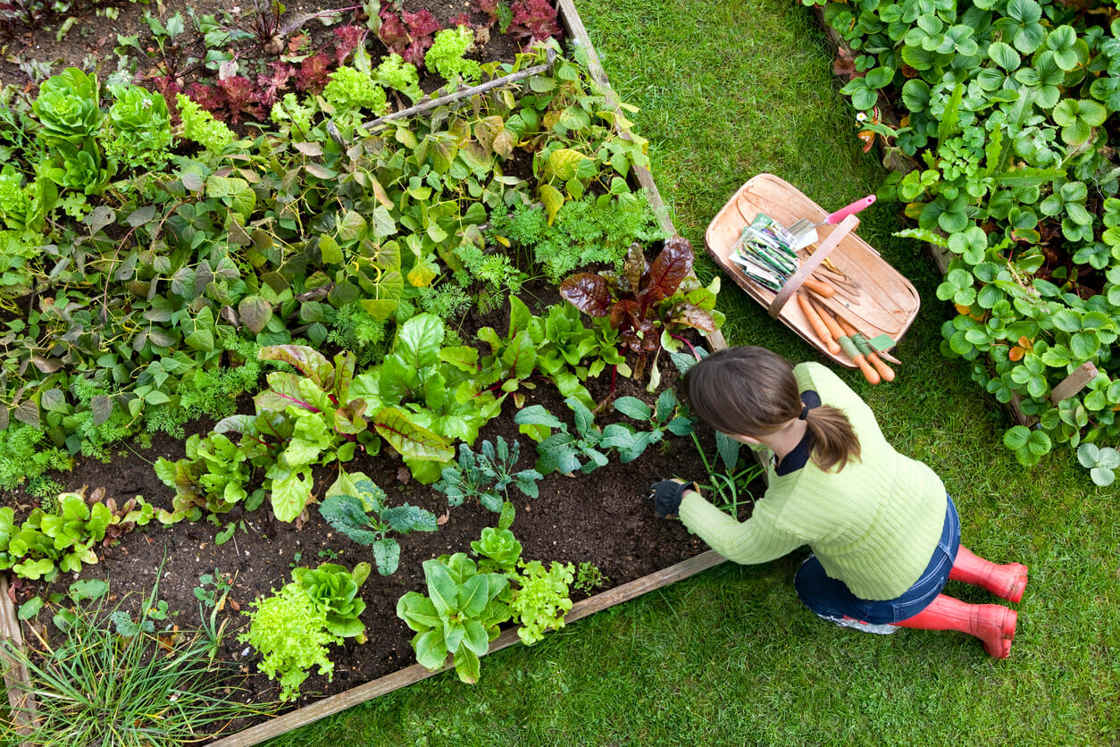 Your Guide to Designing a Thriving Vegetable Garden