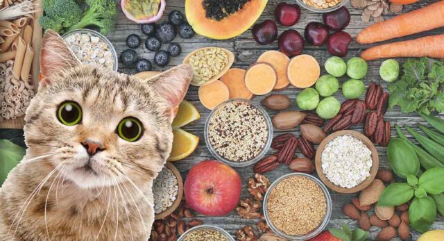 Understanding The Role of Fiber in Your Cat's Diet