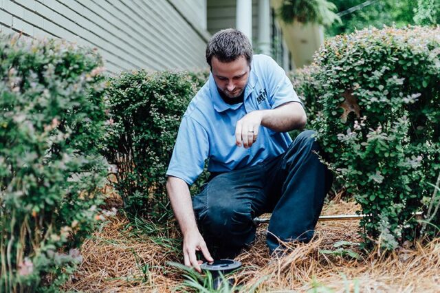 Minimize Termite Attacks in Your Backyard Garden