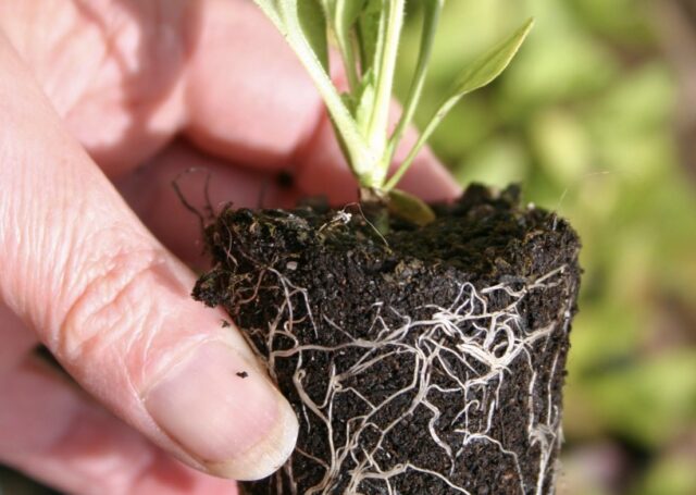 Essential Steps To Boost Root Growth & Crop Production