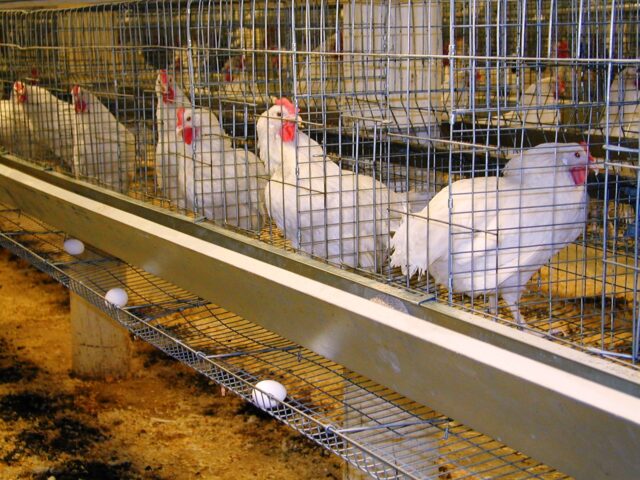 chickens
