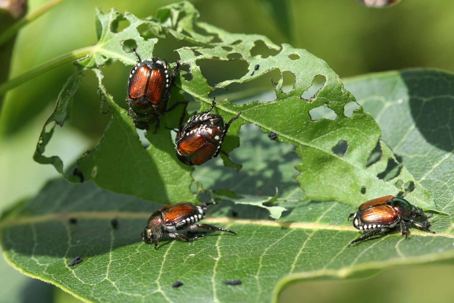 Most Common Pests In Gardens Urban Farm Online most-common-pests-in-gardens-urban-farm-online