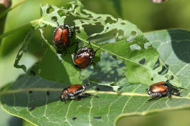 Most Common Pests in Gardens