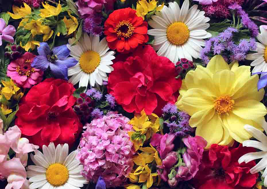 Secrets Behind Flower's Names, Colors, And Uses - Urban Farm Online