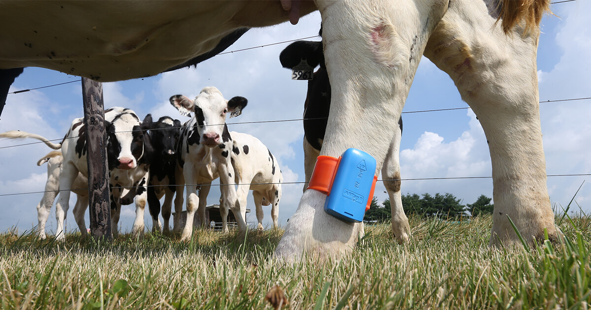 8 Ways Modern Technology is improving Livestock Farming Urban Farm Online