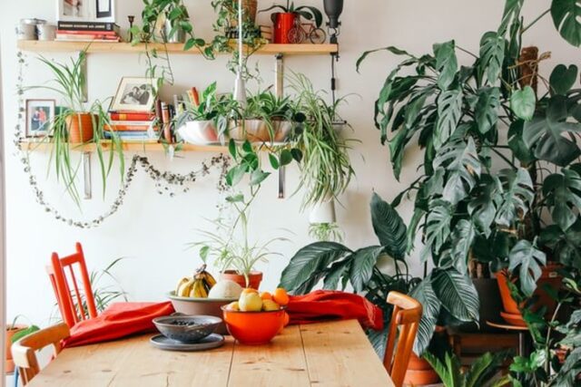 A small indoor garden