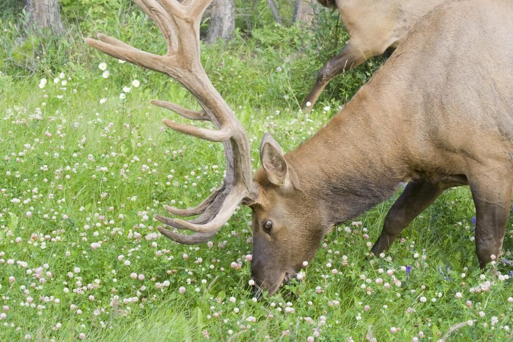 Boost Biodiversity: Food Plot Planting Guide