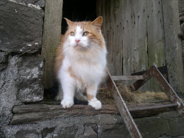 How to Care and Feed Your Barn Cats
