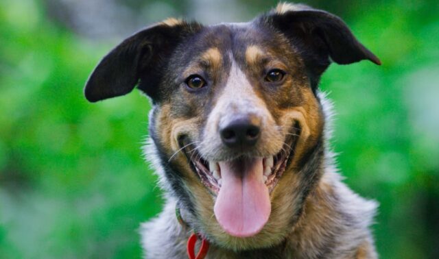 How to Care for Your Farm Dog
