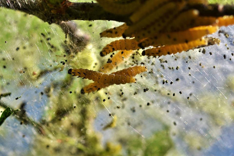 8 Garden Pests: Eco-Friendly Control Strategies