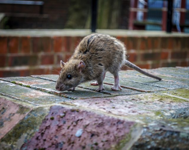 Signs you Should Worry About Rat Infestations