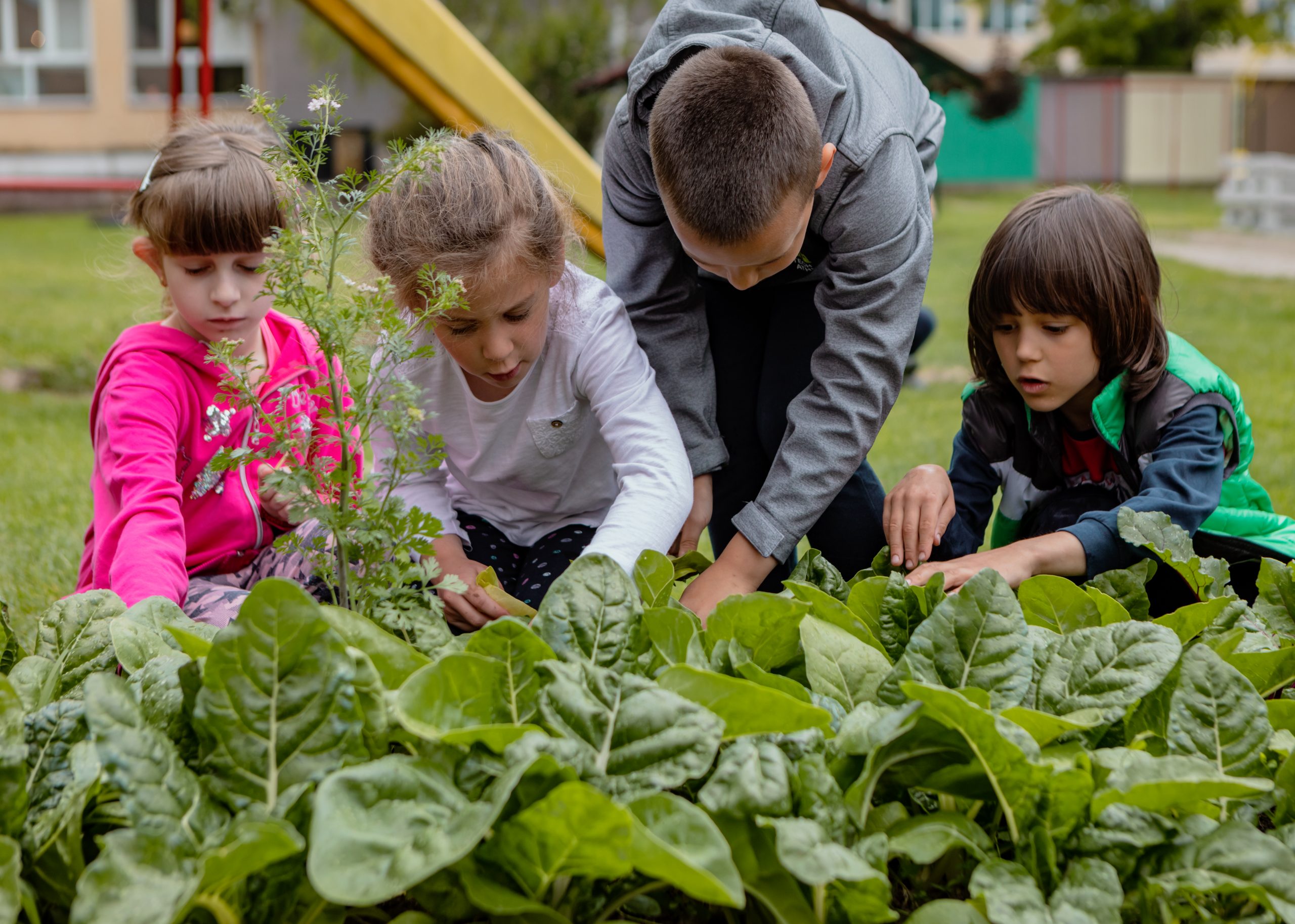 Kids in the Garden: Cultivating Growth & Connection