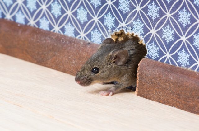 How to Control Mice from Getting Into Your Home
