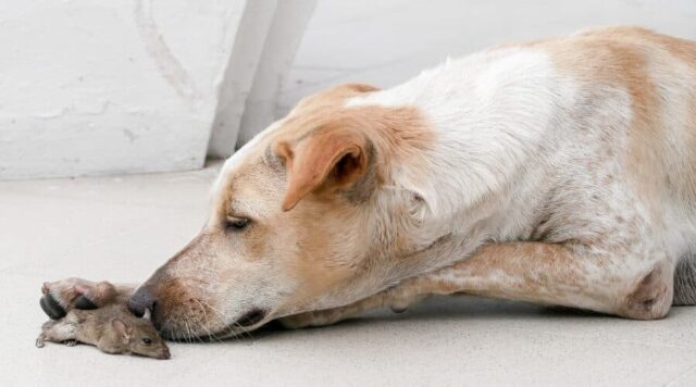 Get Rid Of Rats And Mice Without Harming Your Pets