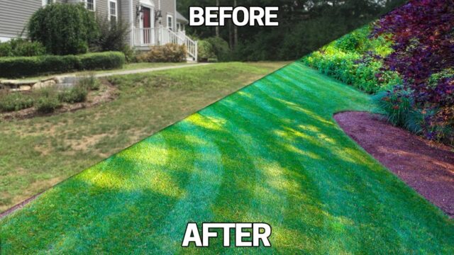 Landscaping Tips on How To Fix An Ugly Lawn