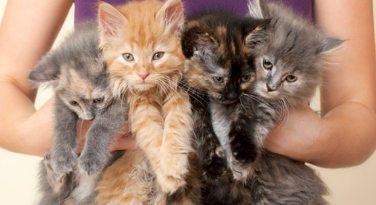 Tech Solutions Curb Pet Overpopulation