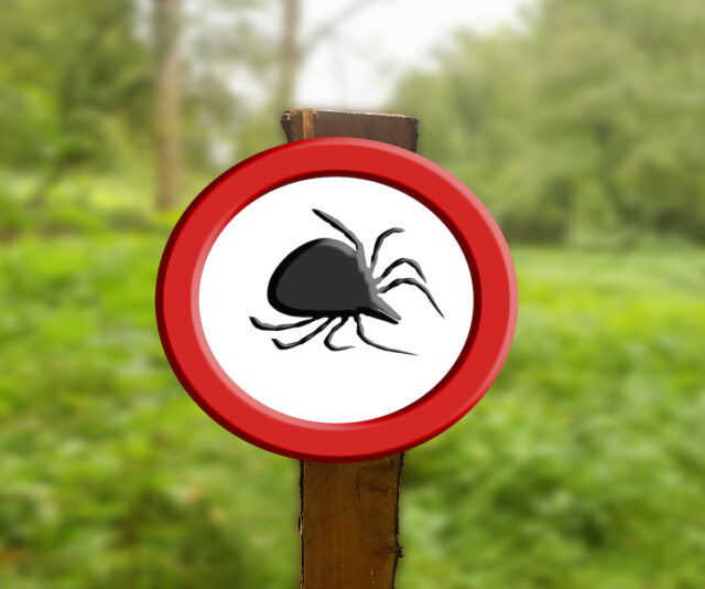 Tick