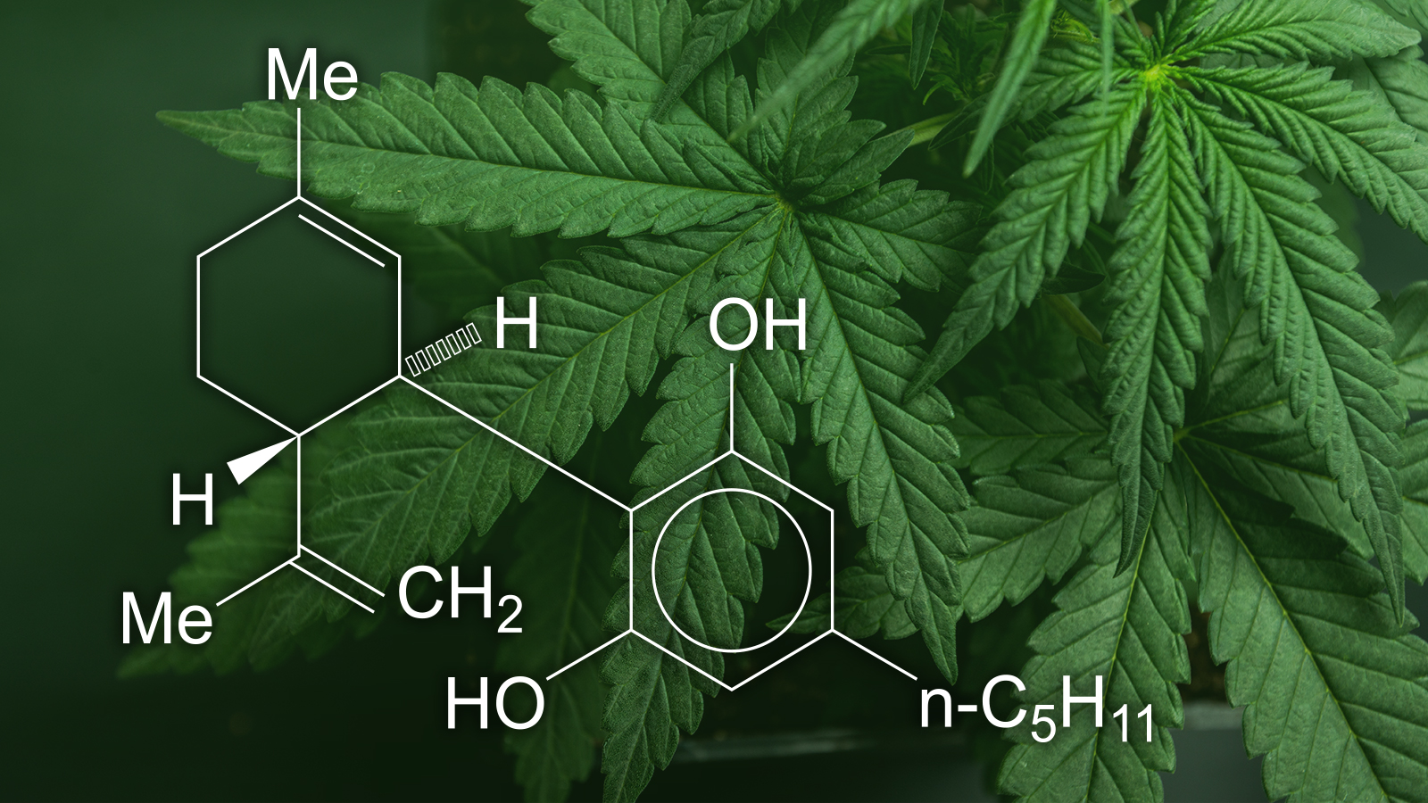 2024 CBD Hemp: Indoor vs. Outdoor Grow Pros & Cons Guide