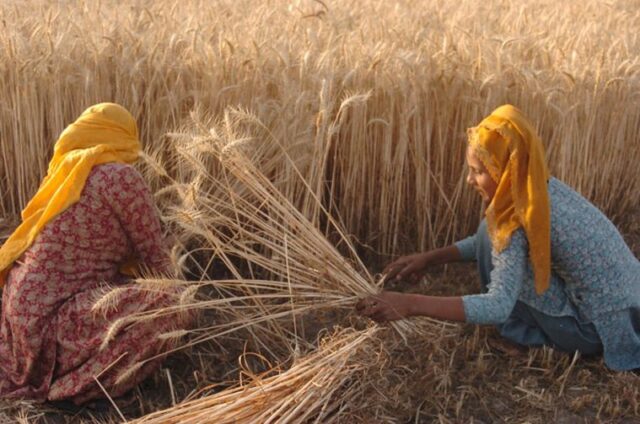 Maximizing Your Crop Yield