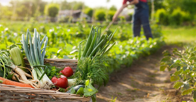 Organic Approaches to Cultivate Fruits and Vegetables