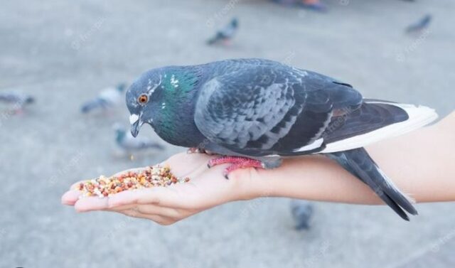 Pigeon Feeding