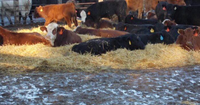 Livestock bedding