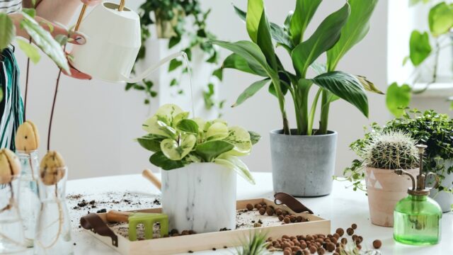 Indoor Plant Cultivation