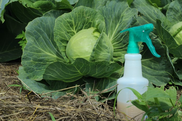 Discourage pests with organic repellents