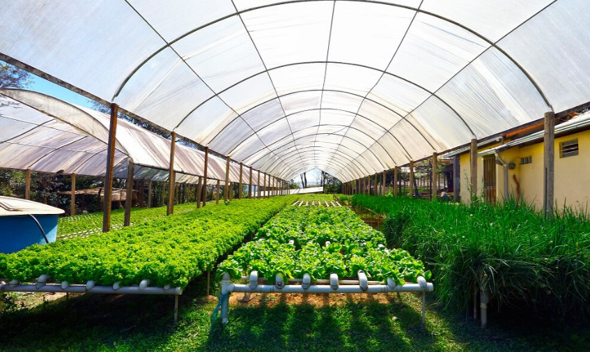 How to Install Shade Cloth Over Your Lettuce Garden Urban Farm Online