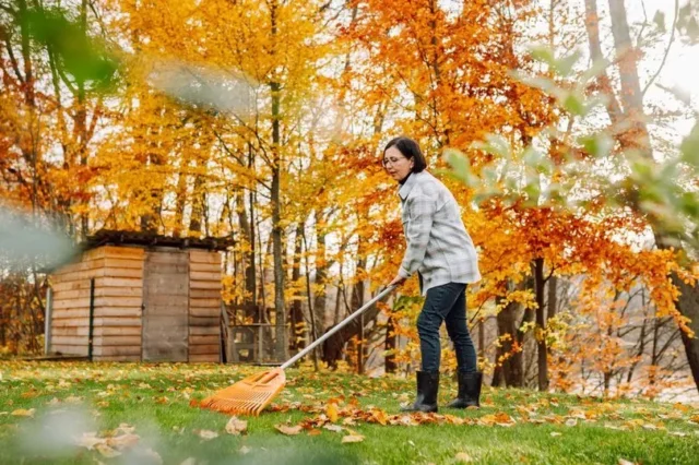 you shouldn't throw out leaves in the autumn