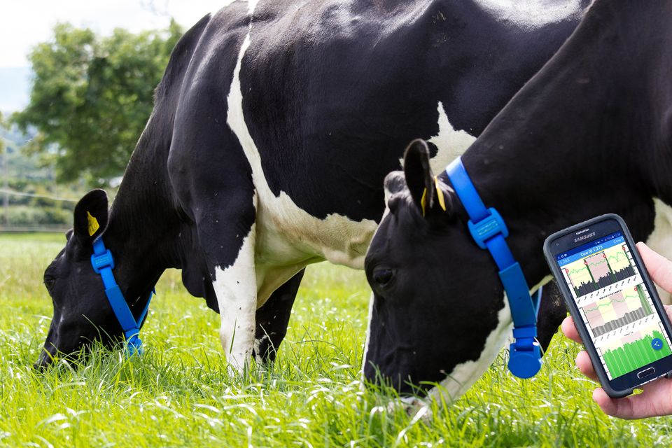 Cow Monitoring System for Smarter Livestock Management - Urban Farm Online